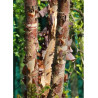 BETULA nigra HERITAGE (Bouleau noir Héritage)