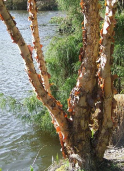 BETULA nigra HERITAGE