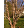 BETULA nigra HERITAGE (Bouleau noir Héritage)