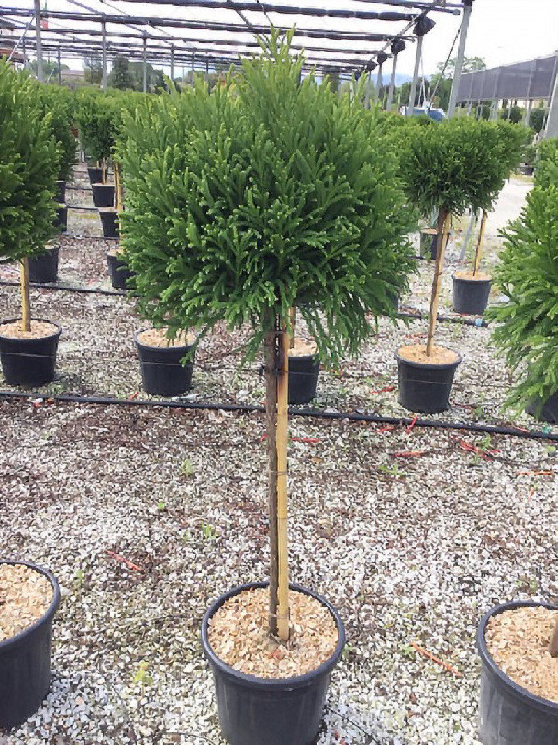 CRYPTOMERIA japonica GLOBOSA En pot forme tige hauteur du tronc 090-110 cm