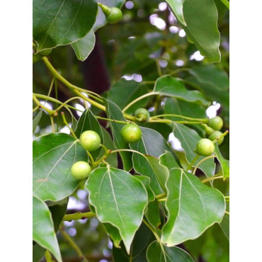 CINNAMOMUM camphora (Camphrier)