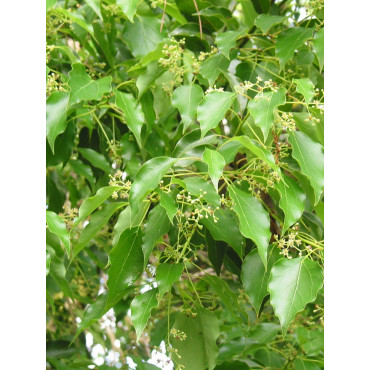 CINNAMOMUM camphora (Camphrier)