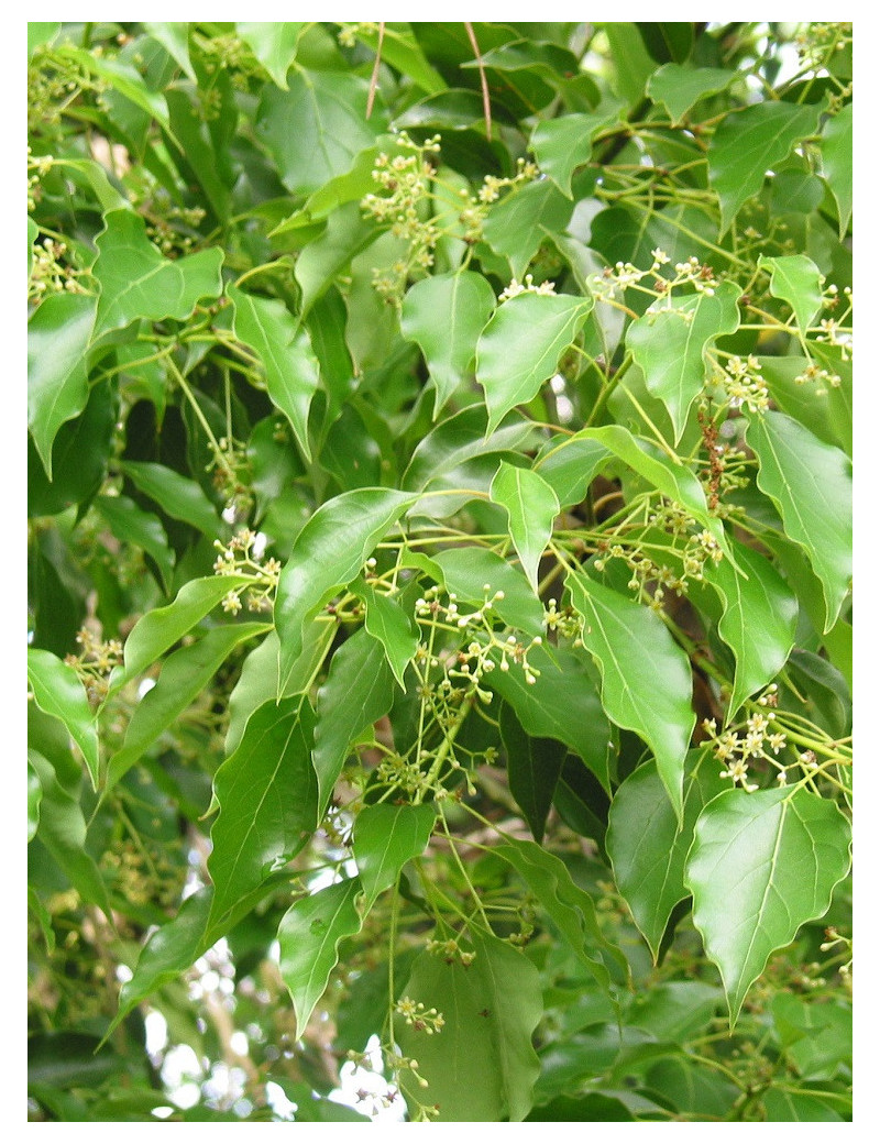 CINNAMOMUM camphora (Camphrier)