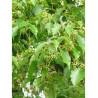 CINNAMOMUM camphora