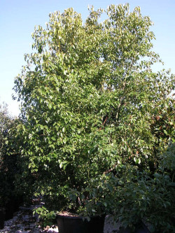 CINNAMOMUM camphora