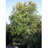 CINNAMOMUM camphora (Camphrier)