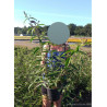 BUDDLEIA davidii BLACK KNIGHT (Arbre aux papillons)