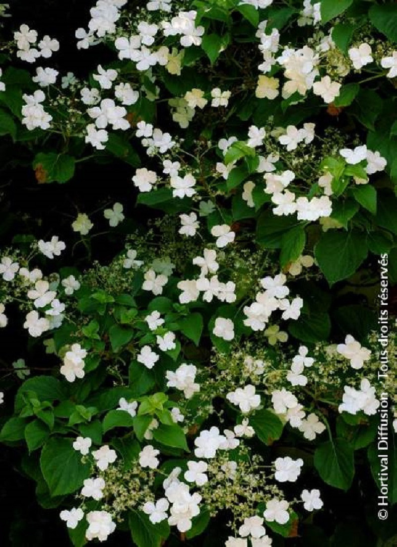Hortensia Grimpant