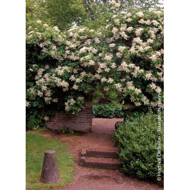 HYDRANGEA petiolaris (Hortensia grimpant)