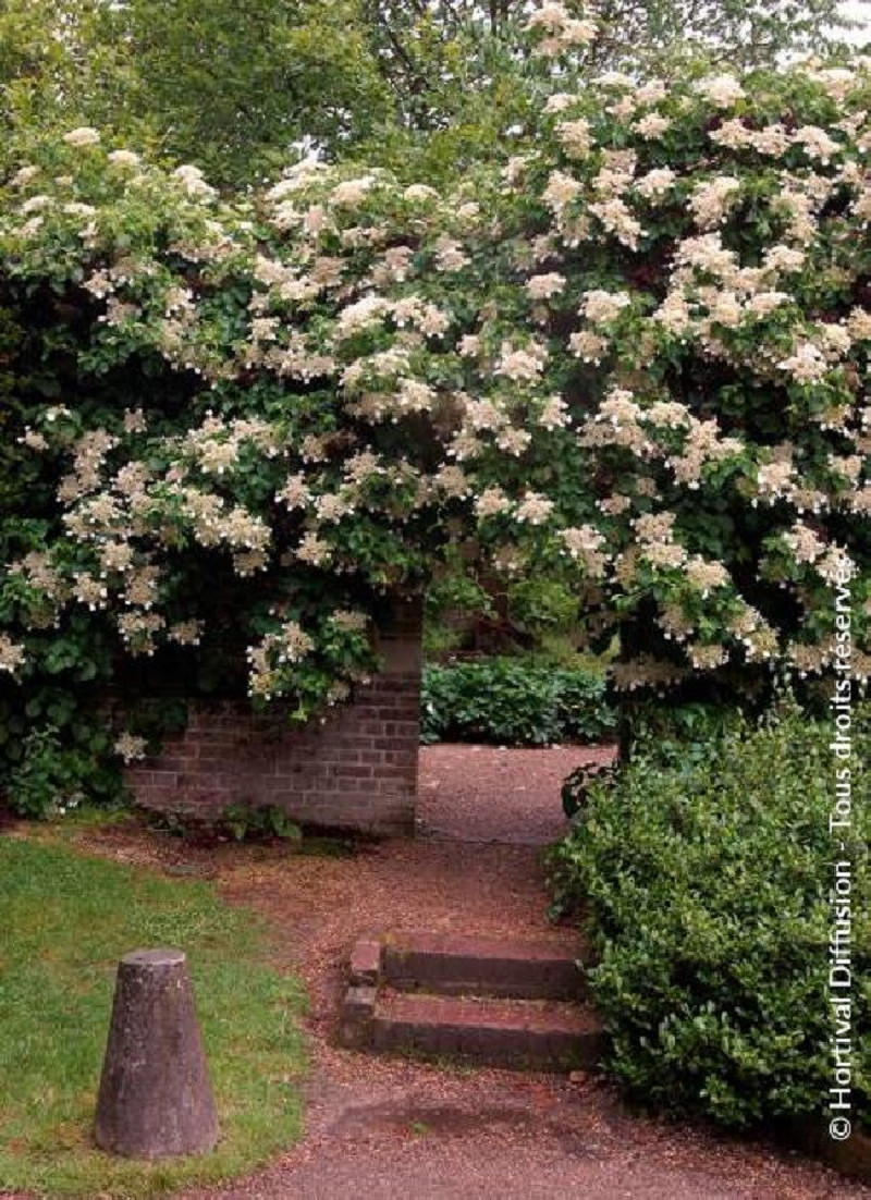HYDRANGEA Petiolaris Hortensia Grimpant 