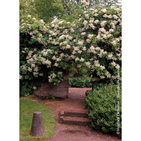 HYDRANGEA petiolaris (Hortensia grimpant)