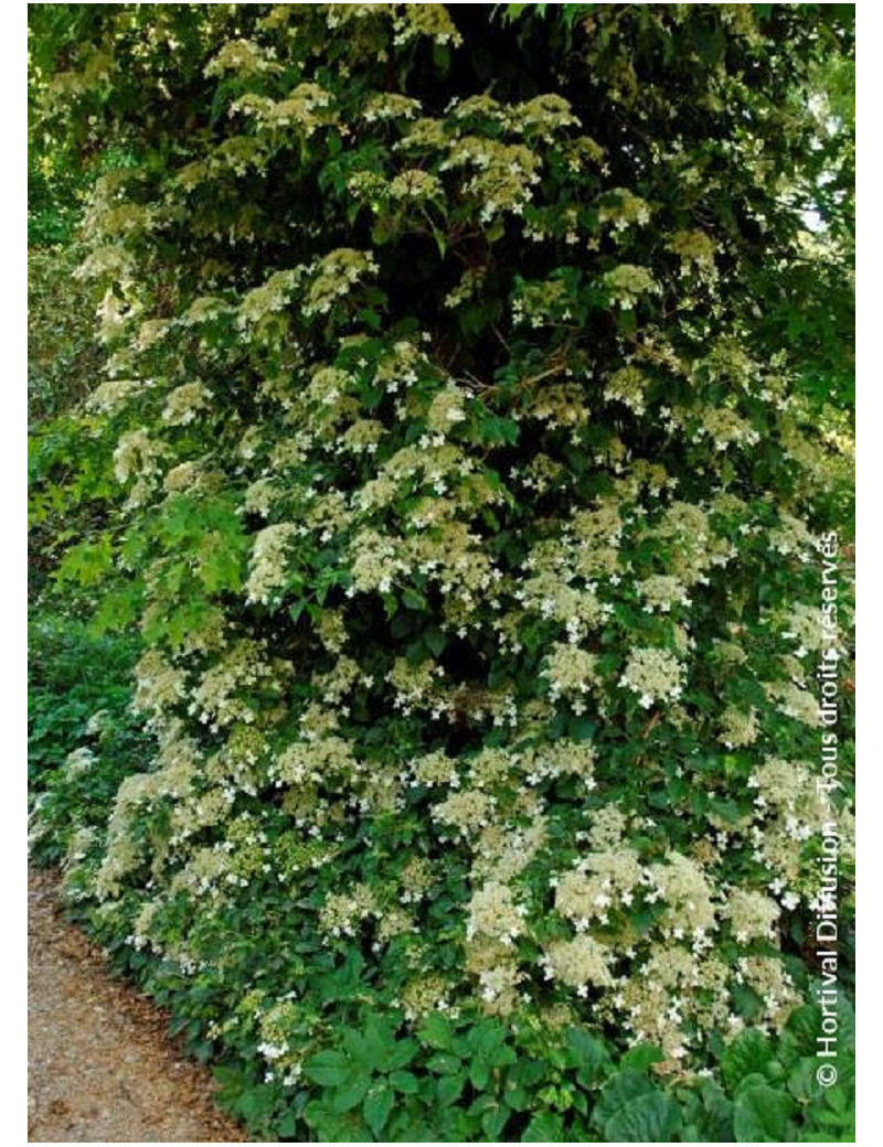 HYDRANGEA petiolaris (Hortensia grimpant)