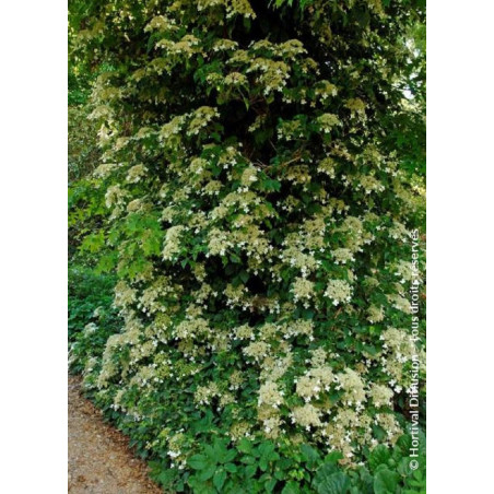 HYDRANGEA petiolaris (Hortensia grimpant)