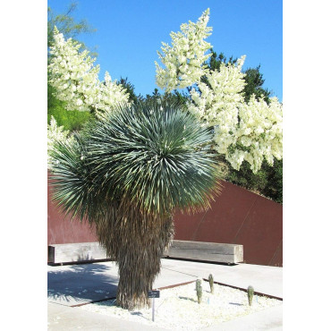YUCCA Rostrata (Yucca rostré, yucca bleu)