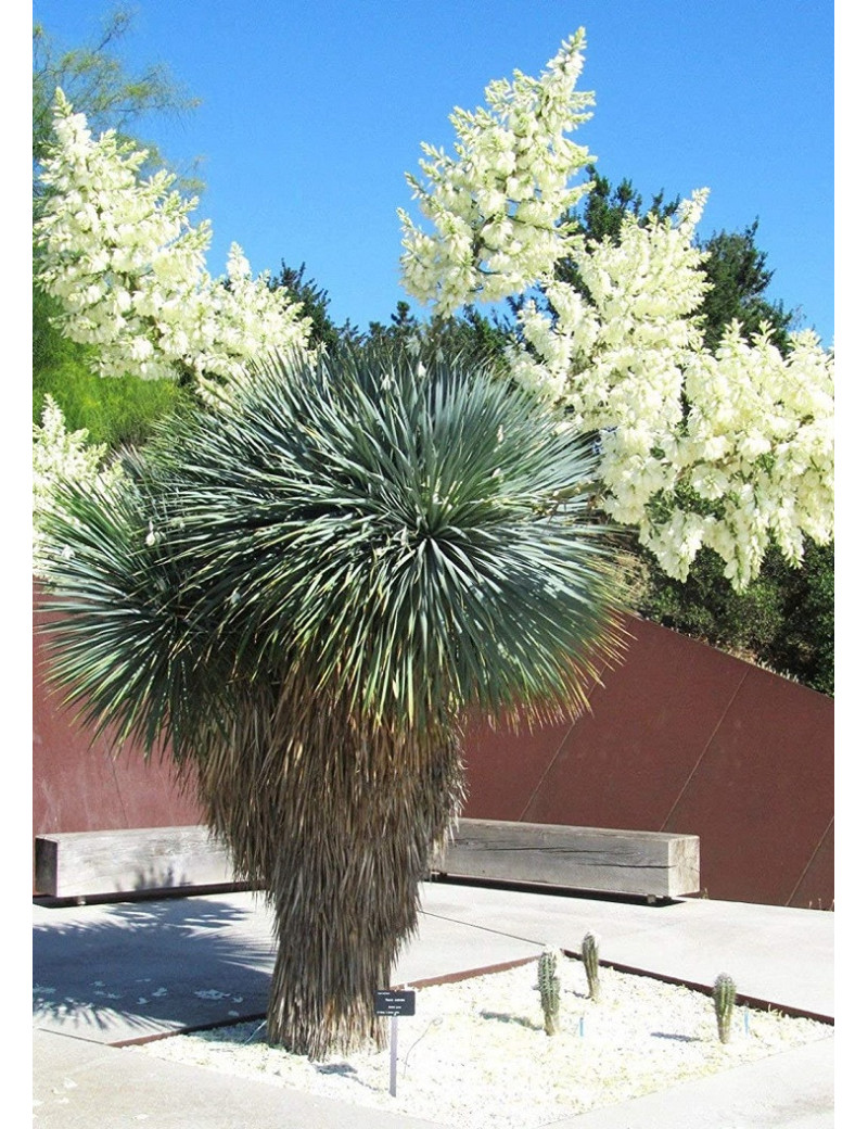 YUCCA Rostrata (Yucca rostré, yucca bleu)