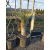 YUCCA Rostrata (Yucca rostré, yucca bleu) En pot hauteur du tronc 040-060 cm