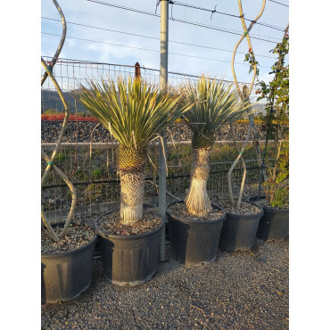 YUCCA Rostrata (Yucca rostré, yucca bleu) En pot hauteur du tronc 060-080 cm