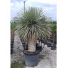 YUCCA Rostrata (Yucca rostré, yucca bleu) En pot hauteur du tronc 080-100 cm