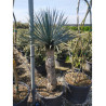 YUCCA Rostrata (Yucca rostré, yucca bleu) En pot hauteur du tronc 100-120 cm