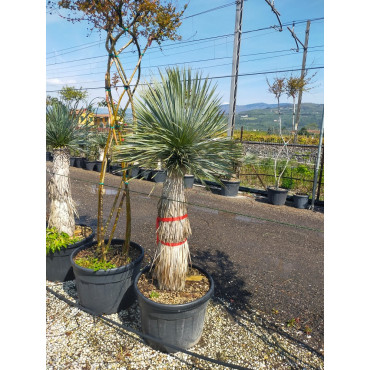 YUCCA Rostrata (Yucca rostré, yucca bleu) En pot hauteur du tronc 120-140 cm