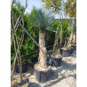 YUCCA Rostrata (Yucca rostré, yucca bleu) En pot hauteur du tronc 140-160 cm