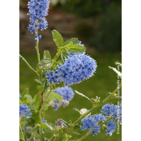 CEANOTHUS ITALIAN SKIES (Céanothe)