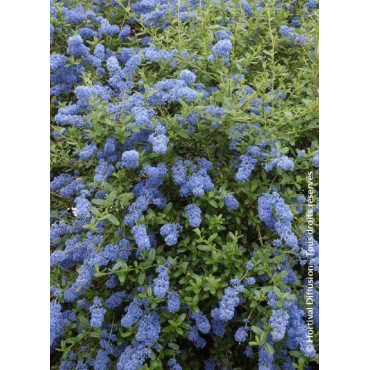 CEANOTHUS ITALIAN SKIES (Céanothe)