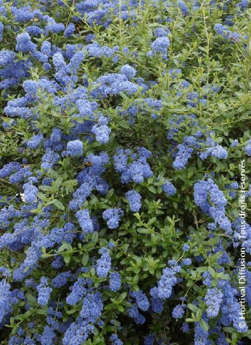 CEANOTHUS ITALIAN SKIES (Céanothe) — free download