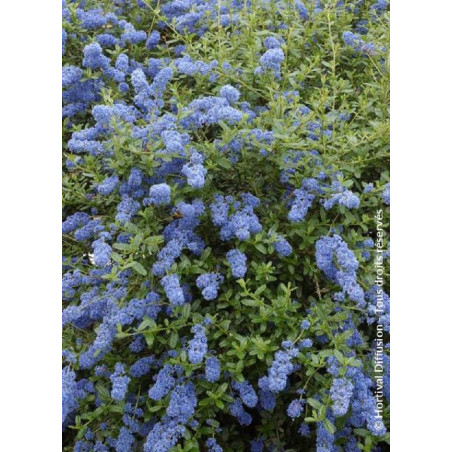CEANOTHUS ITALIAN SKIES (Céanothe)