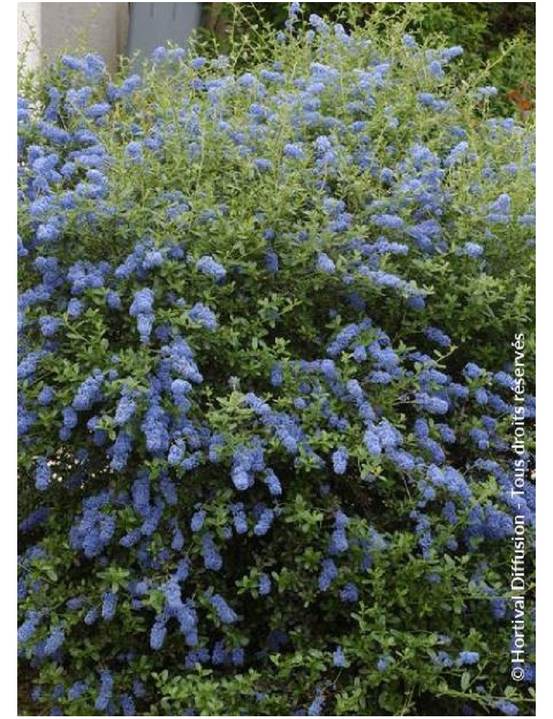 CEANOTHUS ITALIAN SKIES (Céanothe)