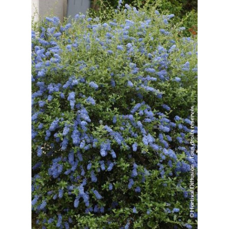 CEANOTHUS ITALIAN SKIES (Céanothe)