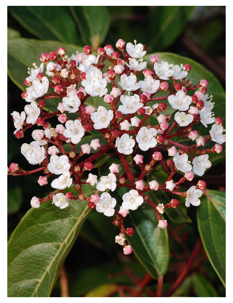 VIBURNUM tinus (Laurier tin)