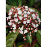 VIBURNUM tinus (Laurier tin)