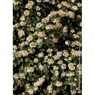 VIBURNUM tinus (Laurier tin)