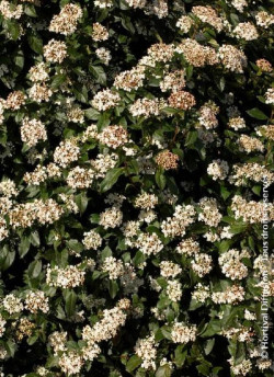 VIBURNUM tinus