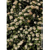 VIBURNUM tinus (Laurier tin)