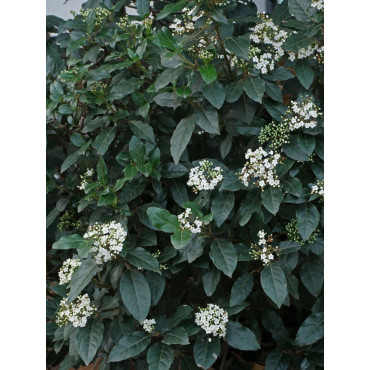 VIBURNUM tinus (Laurier tin)