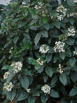 VIBURNUM tinus