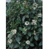 VIBURNUM tinus (Laurier tin)