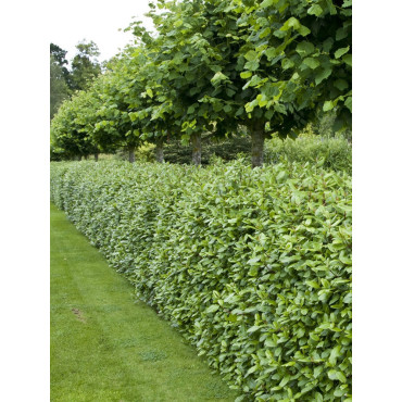 VIBURNUM tinus (Laurier tin)