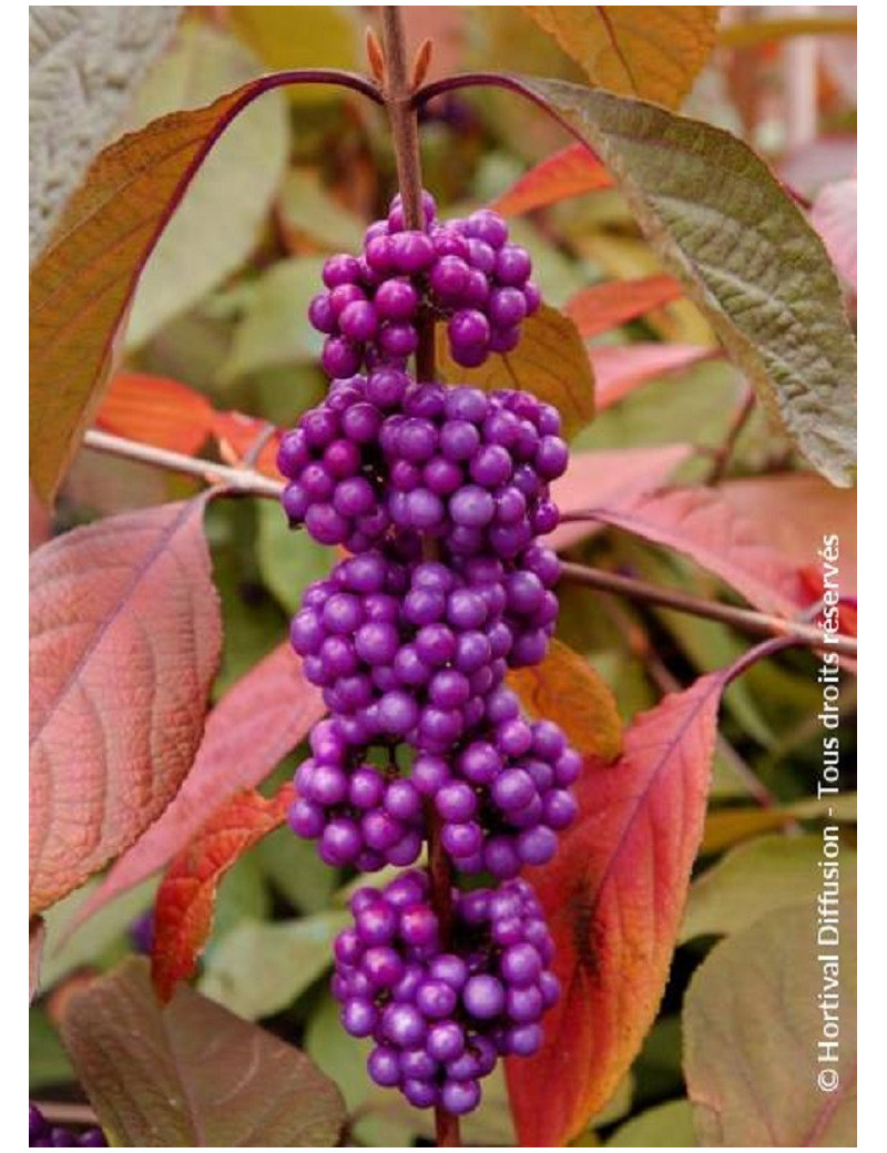 CALLICARPA bodinieri IMPERIAL PEARL® (Arbuste aux bonbons)