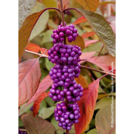 CALLICARPA bodinieri IMPERIAL PEARL® (Arbuste aux bonbons)