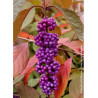 CALLICARPA bodinieri IMPERIAL PEARL® (Arbuste aux bonbons)