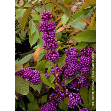 CALLICARPA bodinieri IMPERIAL PEARL® (Arbuste aux bonbons)