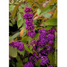 CALLICARPA bodinieri IMPERIAL PEARL® (Arbuste aux bonbons)