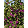 CALLICARPA bodinieri IMPERIAL PEARL® (Arbuste aux bonbons)