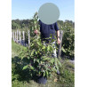 CALLICARPA bodinieri IMPERIAL PEARL En pot de 10-12 litres buisson hauteur 060-080 cm