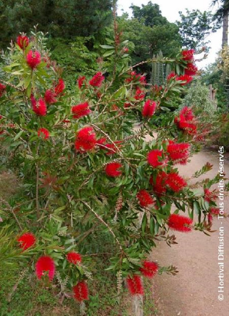 Callistemon Laevis Fiche Technique