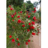 CALLISTEMON laevis (Rince bouteille)