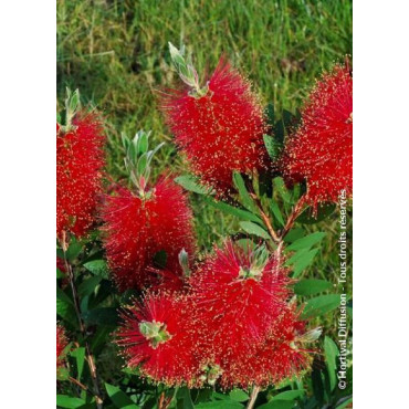 CALLISTEMON laevis (Rince bouteille)